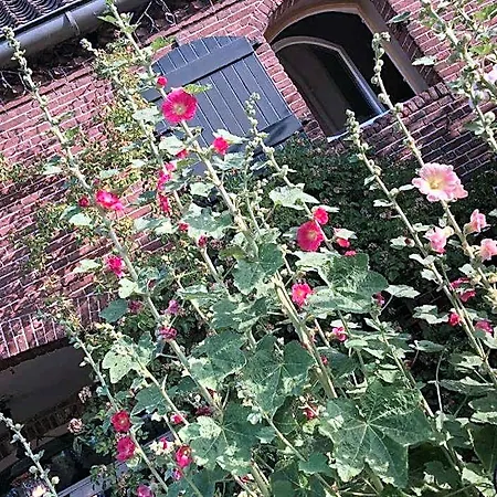 Couette-café Bed & Breakfast Appeltern 3*