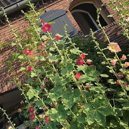 Bed and Breakfast Bed & Breakfast Appeltern