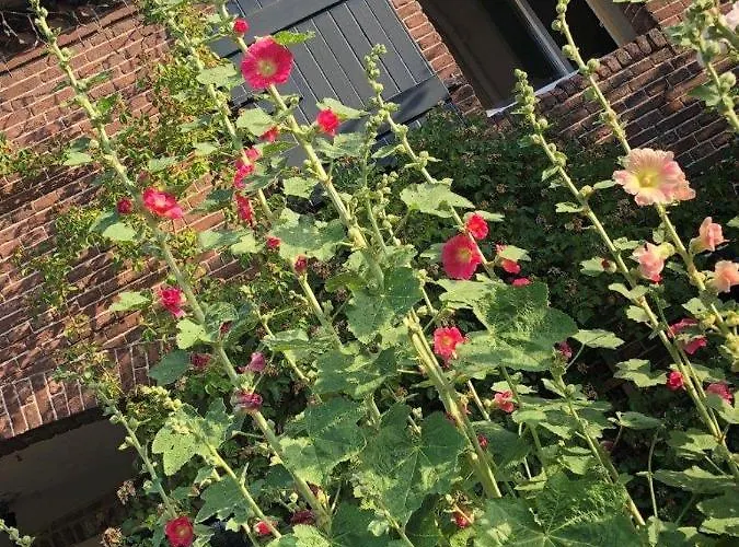 Bed & Breakfast Bed & Breakfast Appeltern